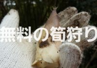 千葉県鴨川市にある『竹の子狩り』が無料開放されている竹林を徹底解説！