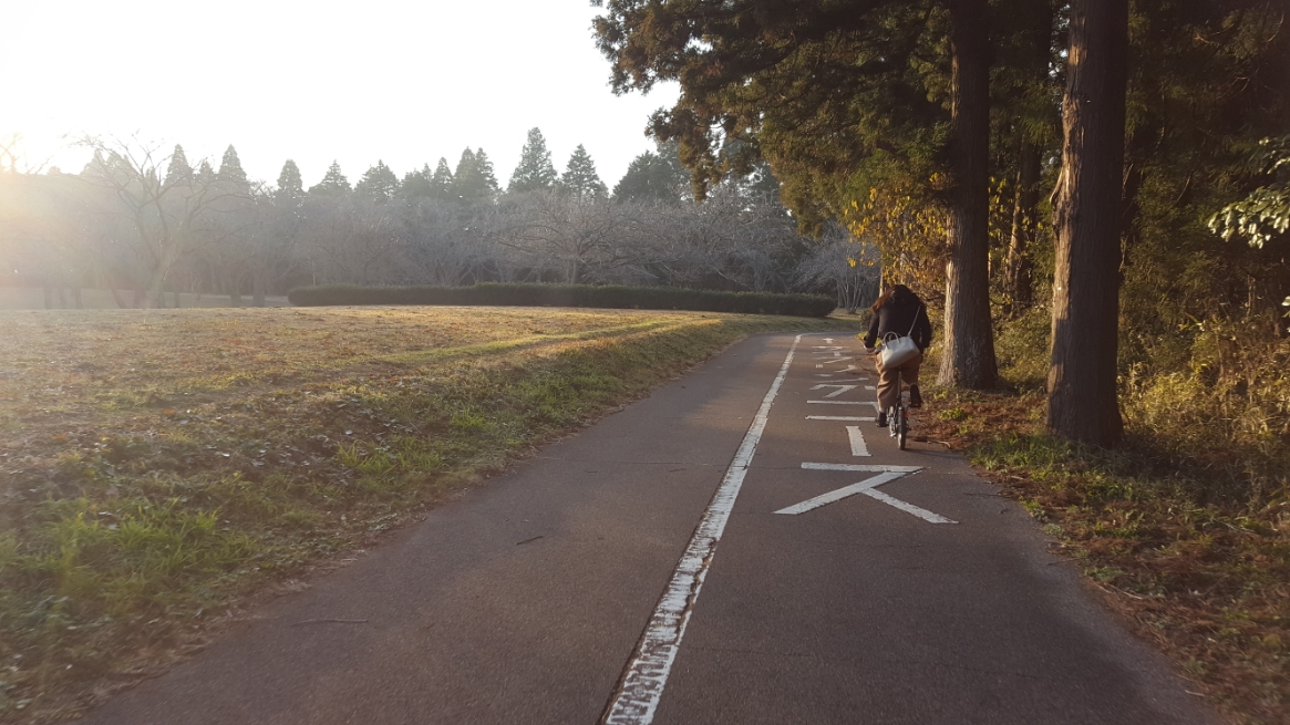 一周4.5キロのサイクリングコースが整備される昭和の森公園内には、レンタルサイクル（有料：大人200円/小中学生100円）もあり、現地でも借りる事が出来るので手ぶらでサイクリングを楽しむ事が出来ます。　また、自転車を車で持ち込んだ場合は、車の駐車場代（400円）だけ支払えば一日遊ぶ事が出来ます！
