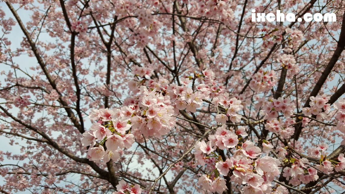 桜のシーズン