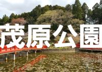 日本さくら名所100選に選ばれる千葉県茂原市の『茂原公園』へ潜入調査！