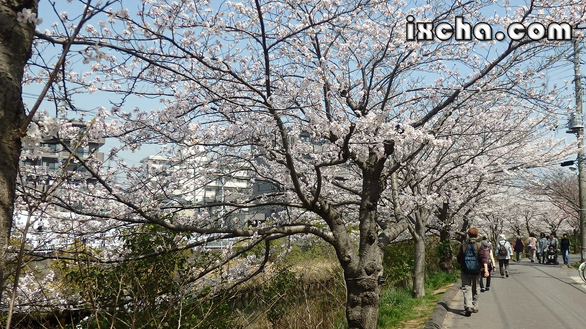 海老川桜並木