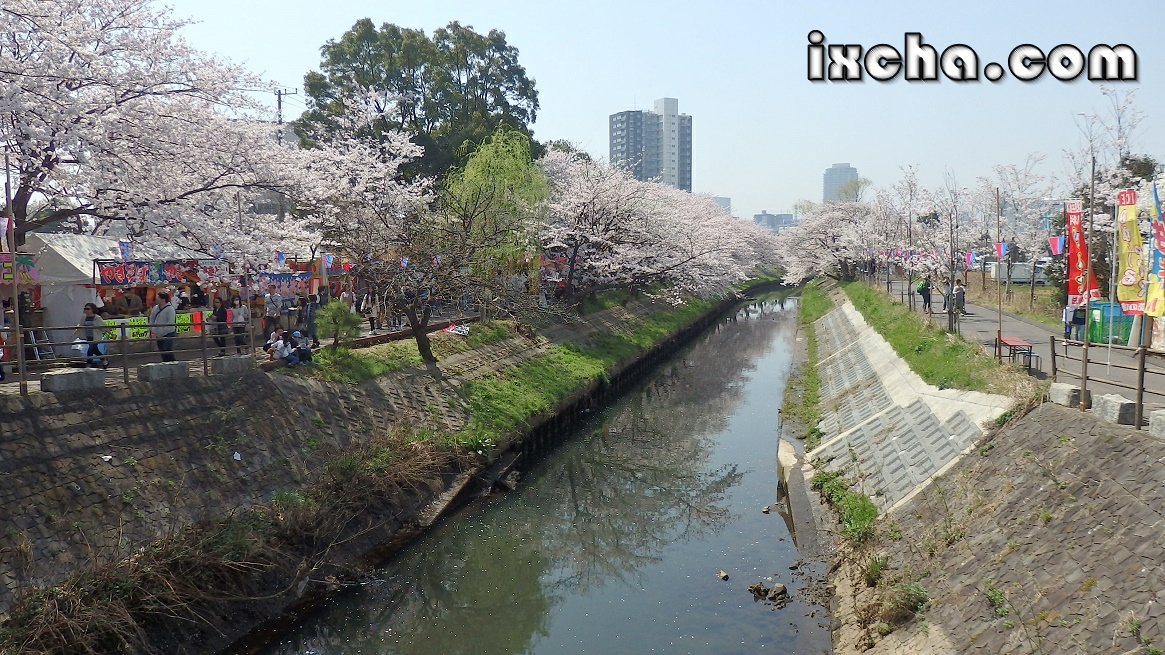 海老川の桜祭り
