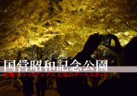 紅葉×ライトアップが人気のデートスポット『国営昭和記念公園』に行ってみた