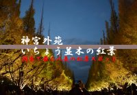 関東で最も人気の紅葉スポット『明治神宮外苑の銀杏並木』を観に行ってみた